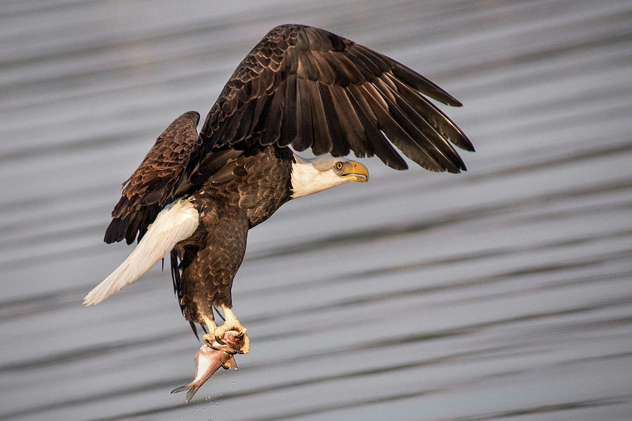 Eagle with Fish Photograph by Don Johnson