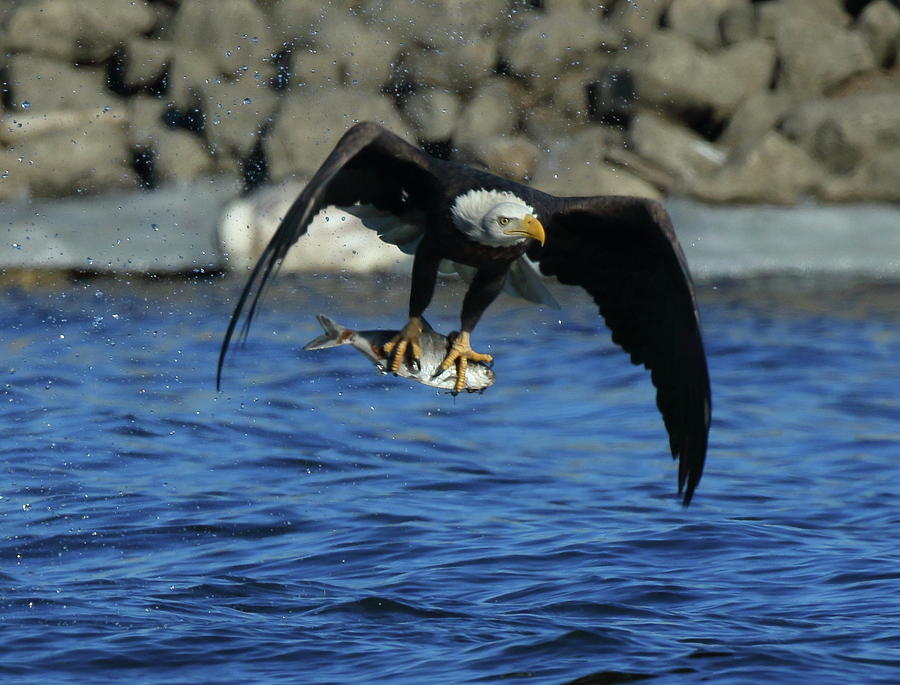 Eagle with Fish Flying Photograph by Coby Cooper