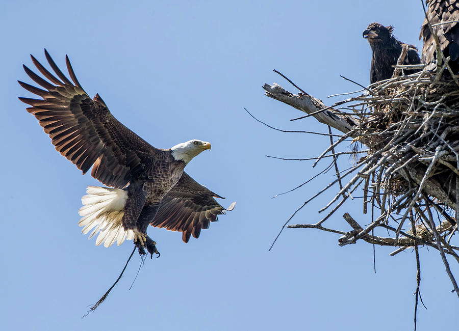 Eagle With Lunch For Eaglets Photograph by Bob Branham - Fine Art America