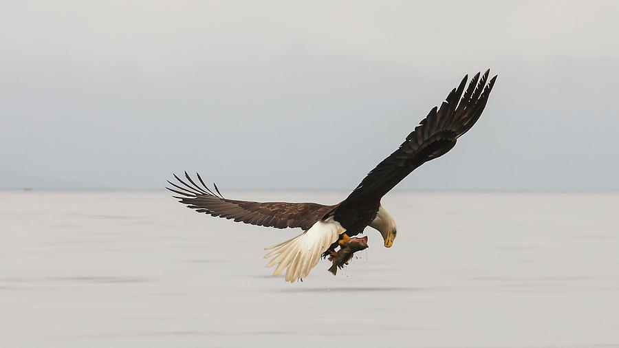 Eagle with Rockfish Photograph by Darryl Brooks