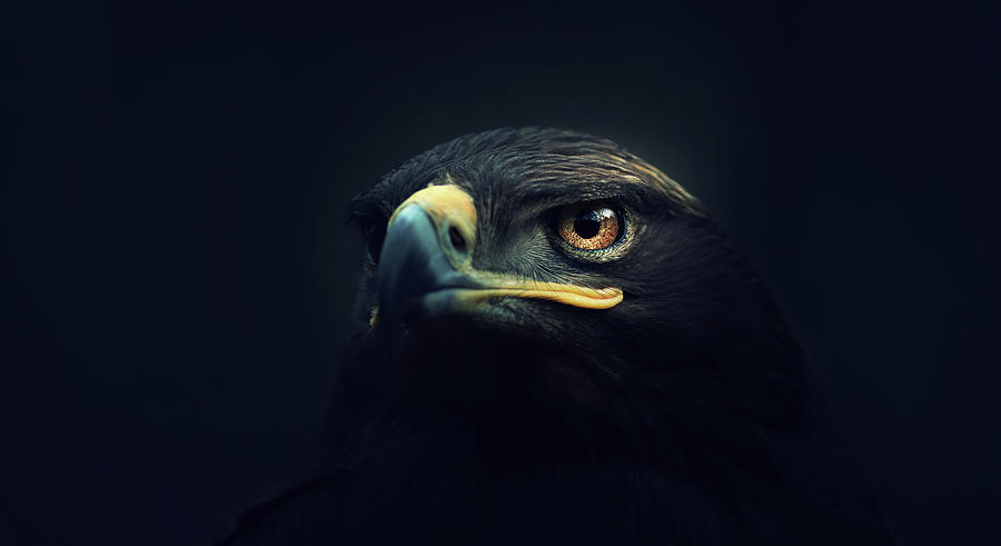 Animal Photograph - Eagle by Zoltan Toth