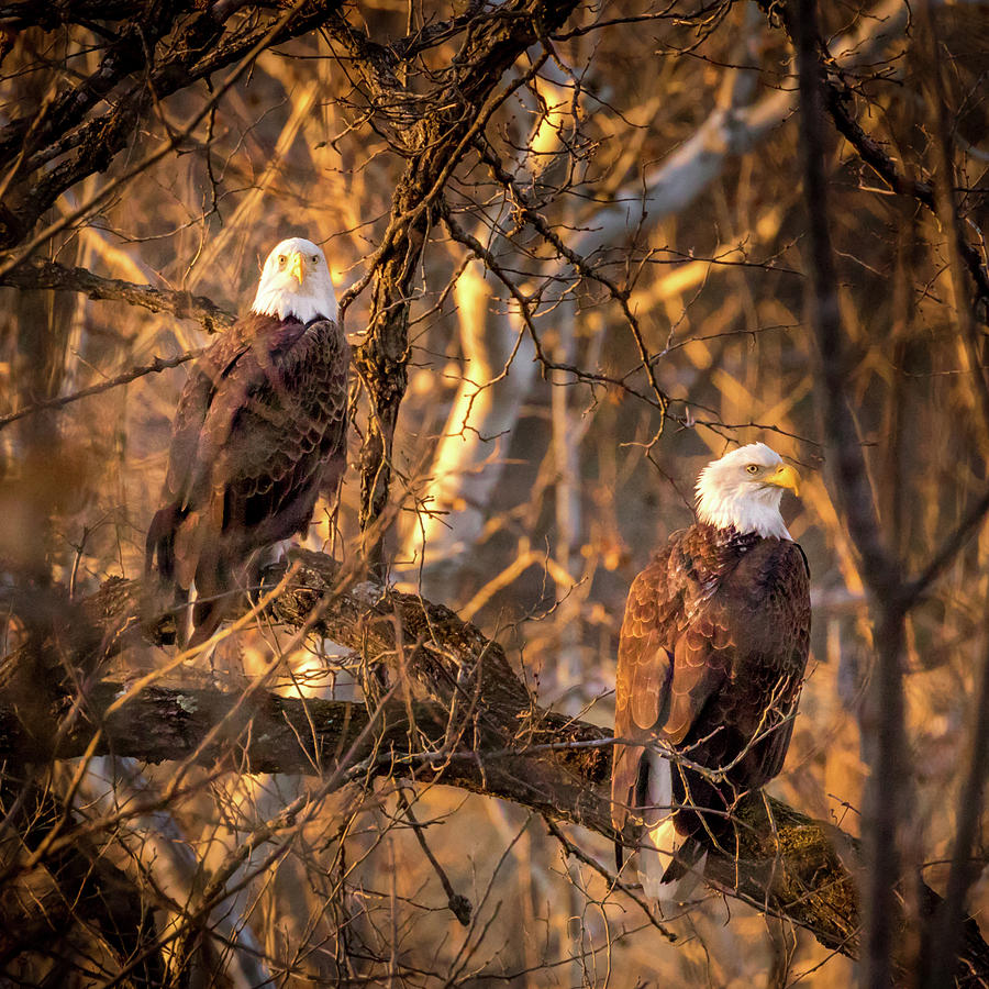 Eagles Photograph by Allin Sorenson