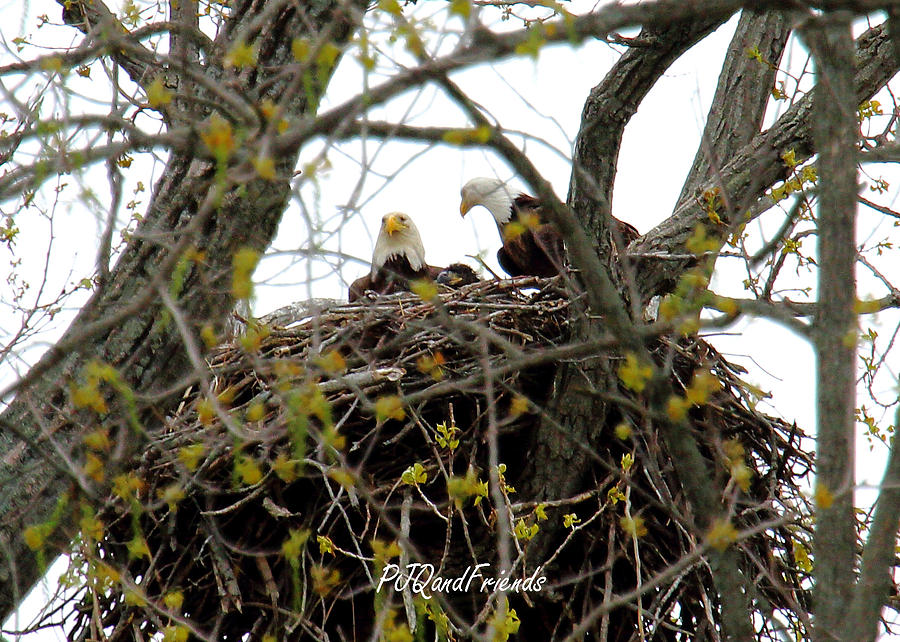 Eagles and Eaglet Photograph by PJQandFriends Photography