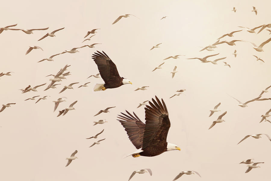 Wildlife Photograph - Eagles and Flock of Seagulls by Peggy Collins
