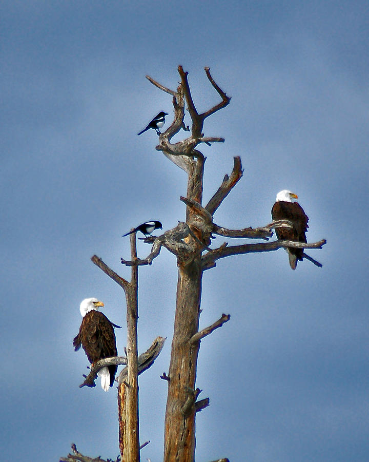 Eagles and Magpies Photograph by Kevin Munro