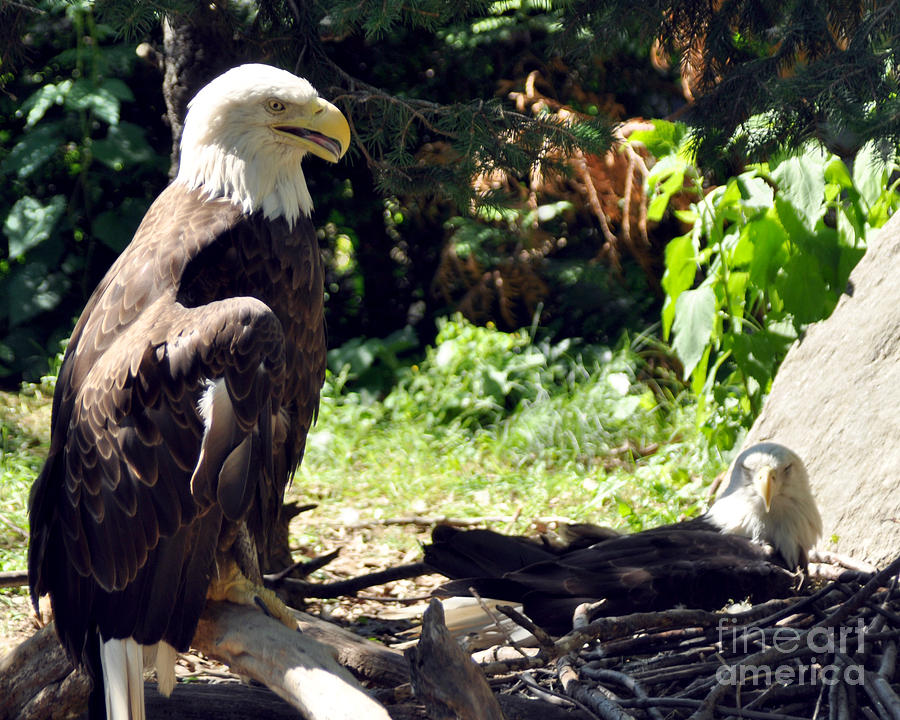 Eagle Photograph - Eagles by Anne Ferguson