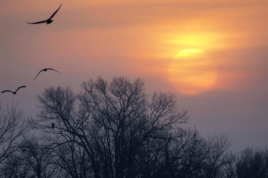 Eagles at Sunrise Photograph by Brook Burling