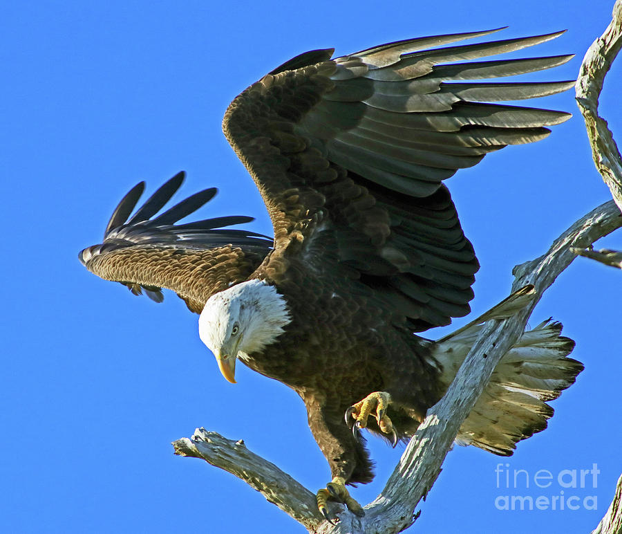 Eagles Balance Photograph by Larry Nieland