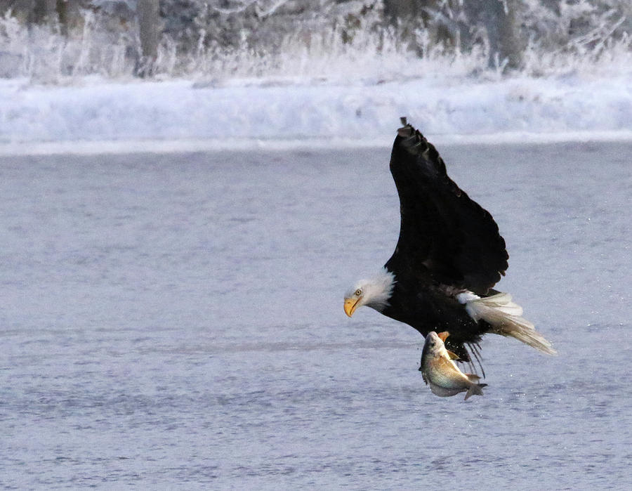 Eagles Catch Photograph by Brook Burling