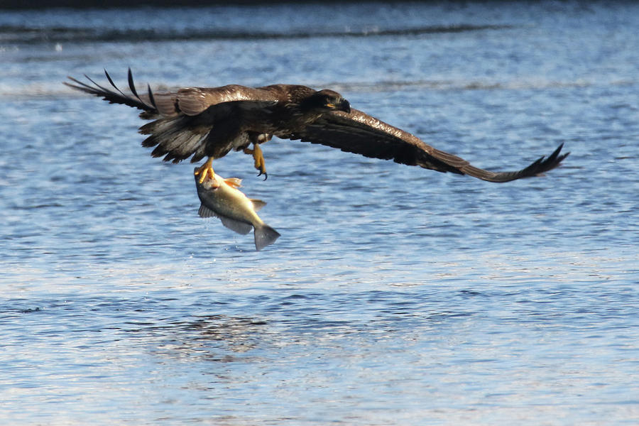 Eagles Catch Fish Photograph by Brook Burling