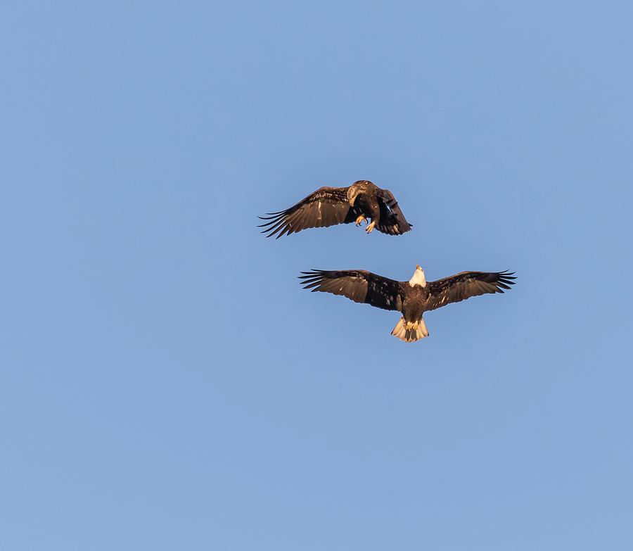 Eagles Dancing In Air Photograph by Thomas Young
