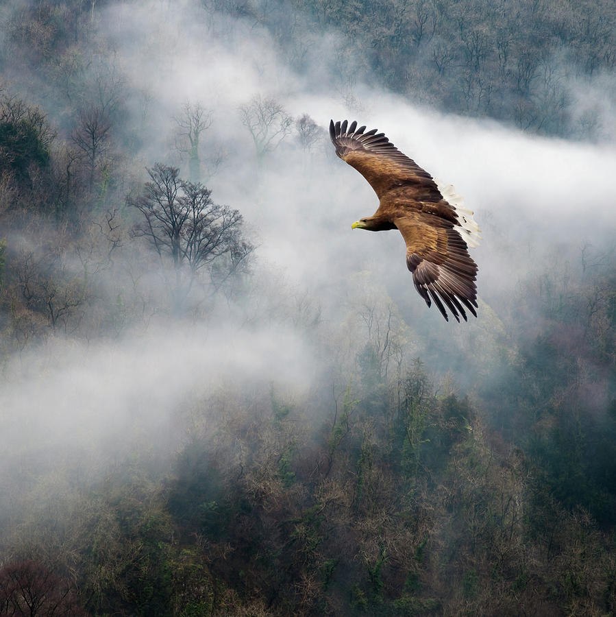 Eagles Dare Photograph by Ian David Soar