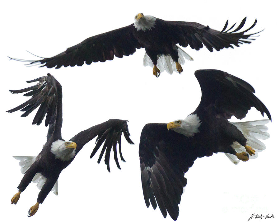 Eagles Flight - Collage Photograph by J L Woody Wooden