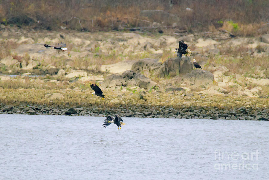 Eagles in Five Phases of Flight Photograph by Jeff at JSJ Photography