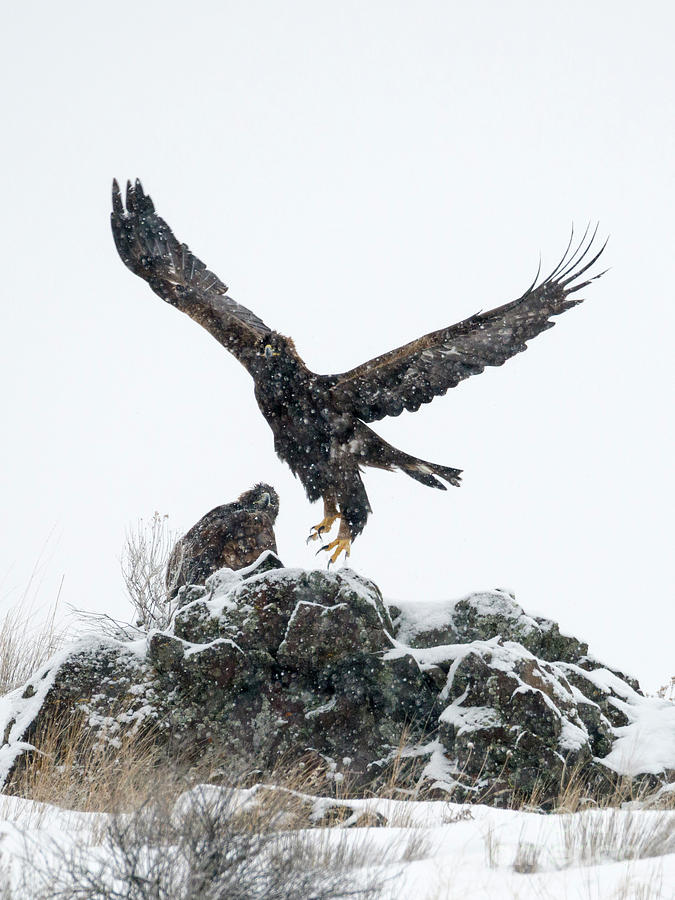 Eagles in the Storm Photograph by Michael Dawson