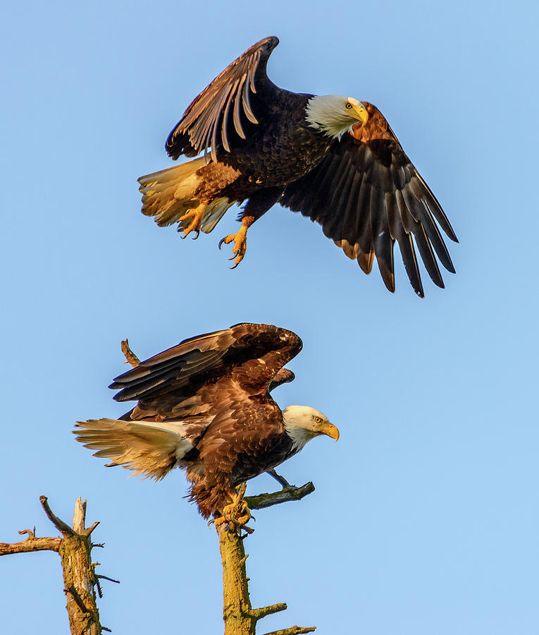 Eagles Photograph by Jerry Cahill