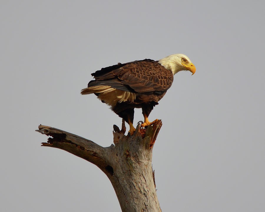 Eagles Lookout Photograph by Carla Parris