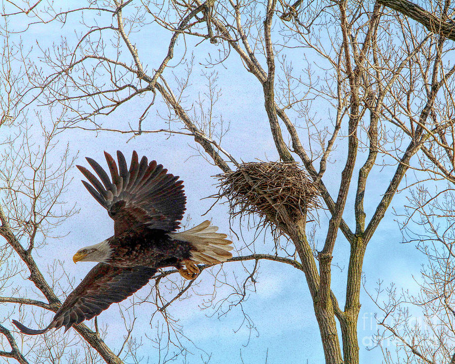 Eagles Nest Photograph by John Freidenberg