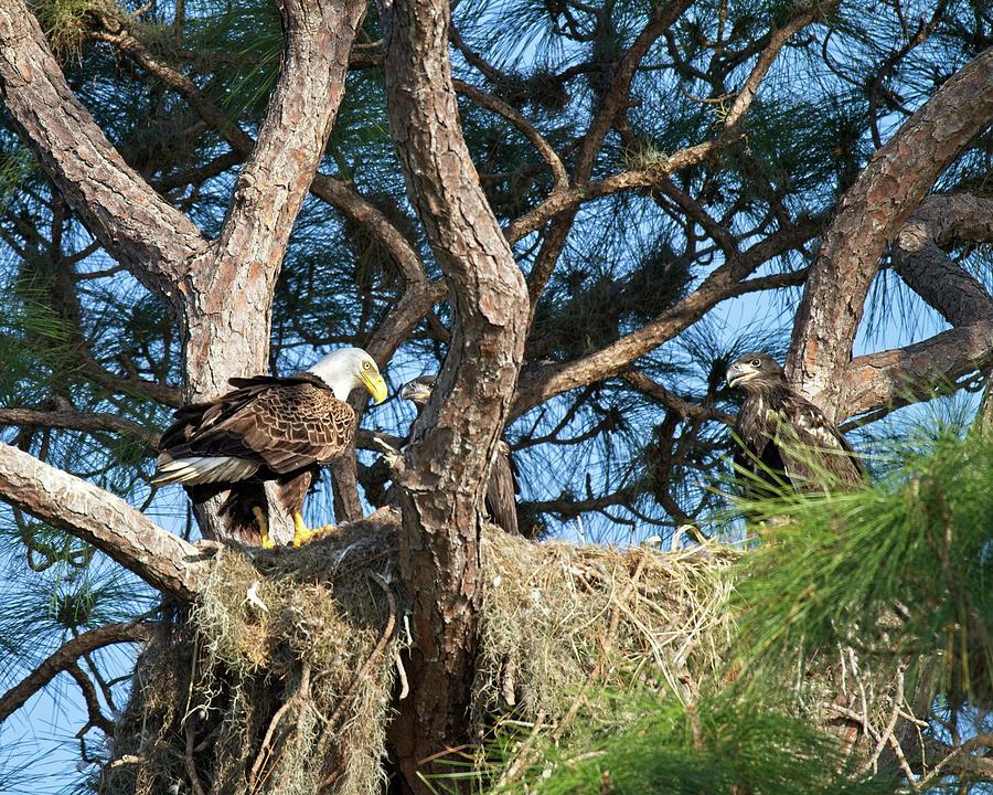 Eagles Nest  Photograph by Ronald Lutz