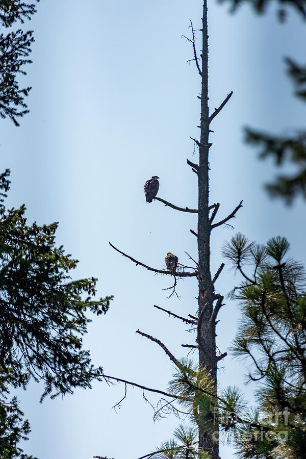 Eagles on a Tree Photograph by Matthew Nelson