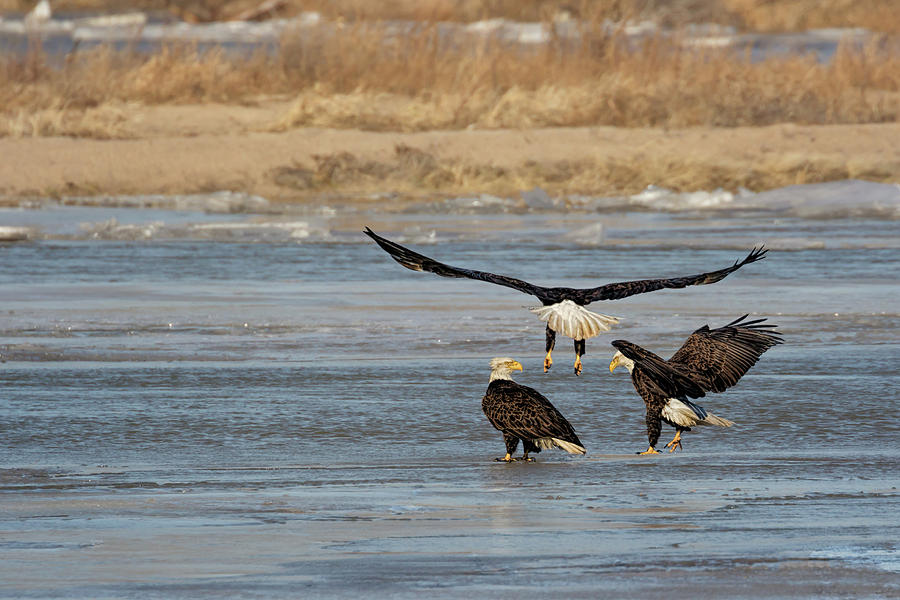 Eagles on Ice Photograph by Susan Rissi Tregoning