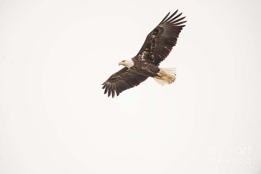 Eagles on the Fox - 11 Photograph by David Bearden