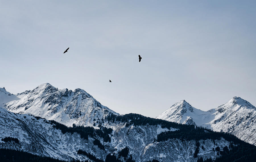 Eagles over mountains Photograph by Michele Cornelius