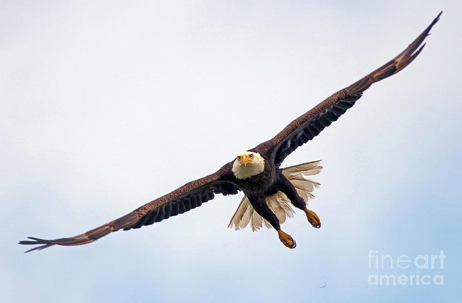 Eagles Pursuit Photograph by Larry Nieland