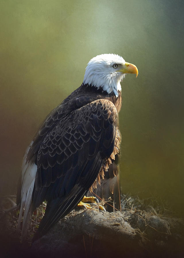 Feather Photograph - Eagles Rest Ministries by Carla Parris