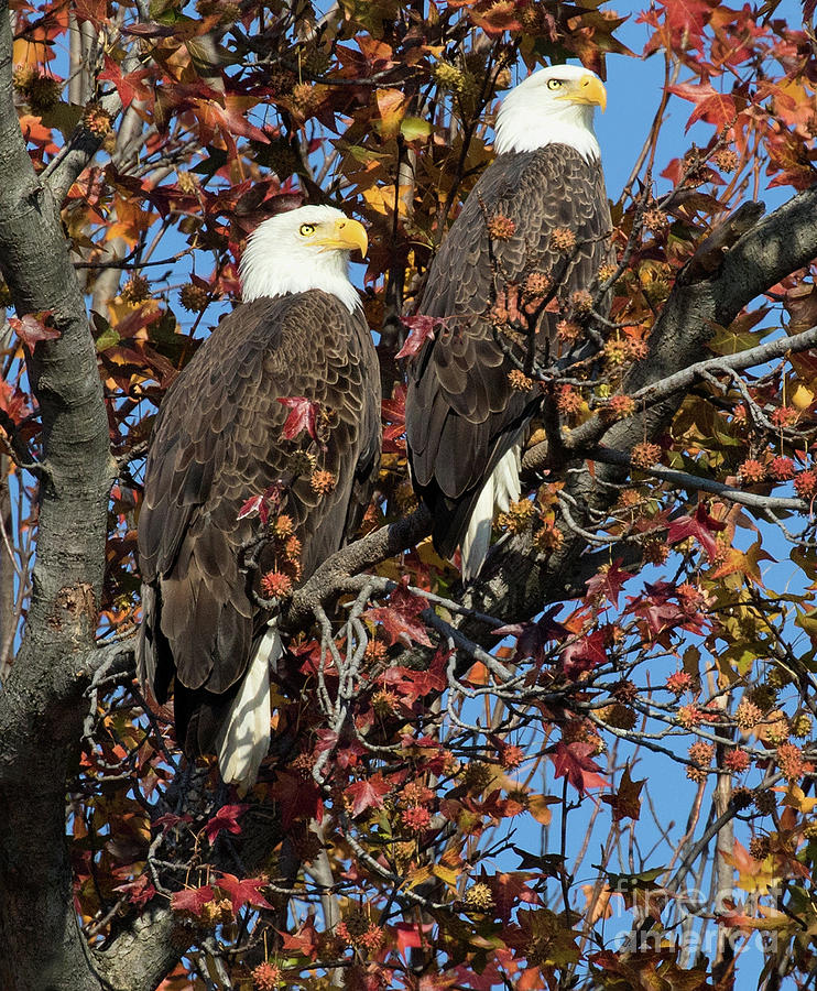 Eagles View Photograph by Art Cole
