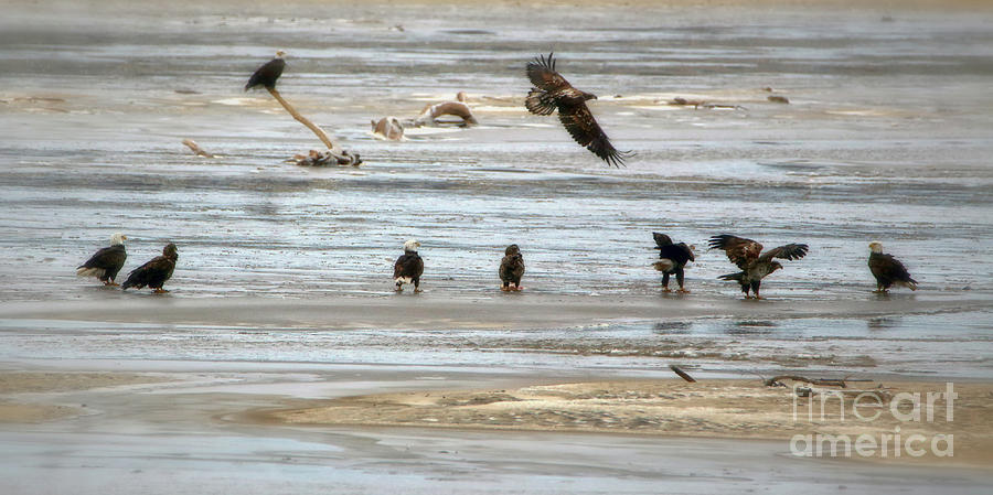 Eagles Waiting for takeoff Photograph by Elizabeth Winter