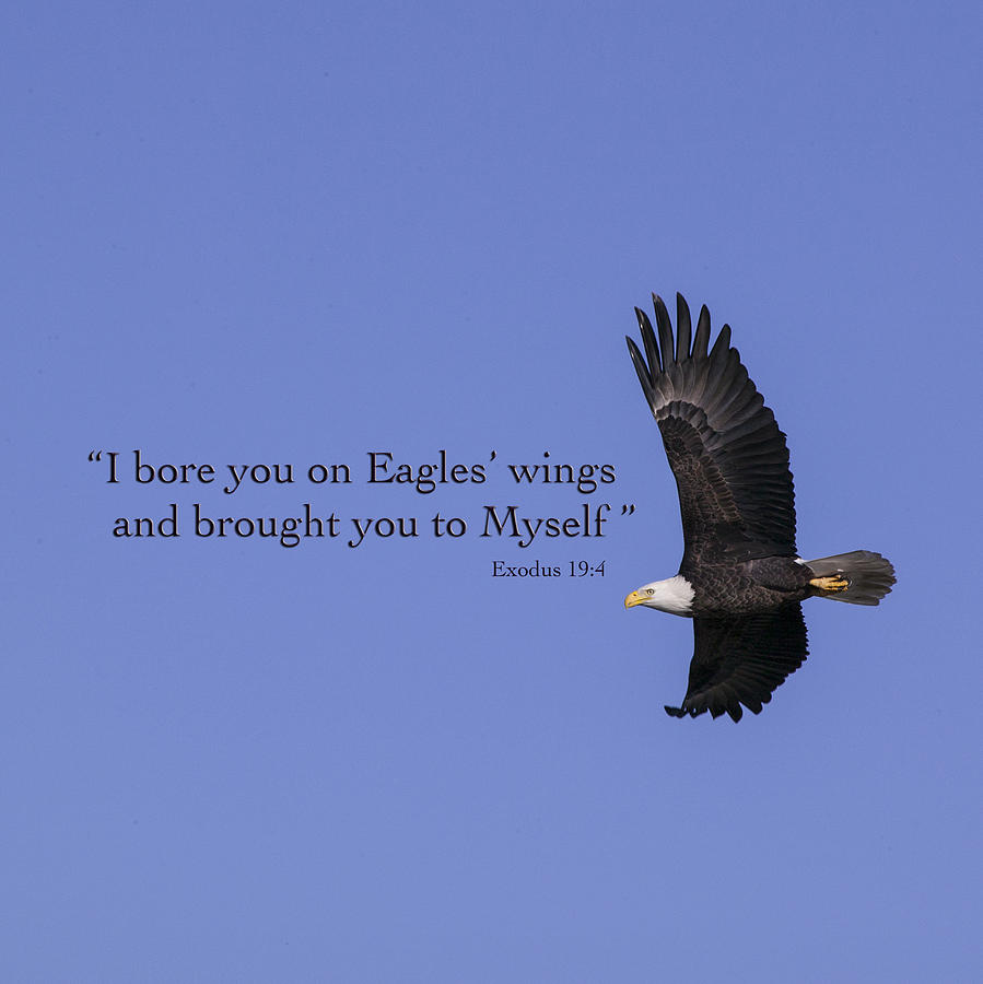 Eagles Wings Photograph by Mykel Davis - Fine Art America