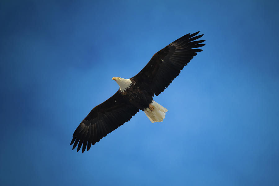 Eagles Wings Photograph by Tony HUTSON