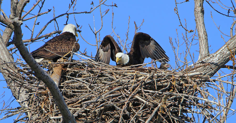 Eagles with Fledgling 7295 Photograph by Jack Schultz