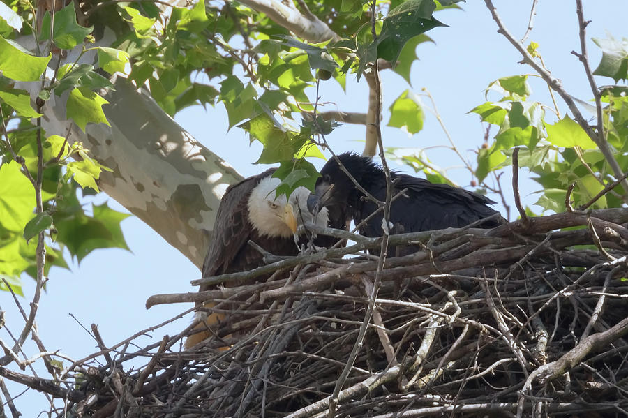 Eaglet Feeding Time 1 Photograph by Susan Rissi Tregoning