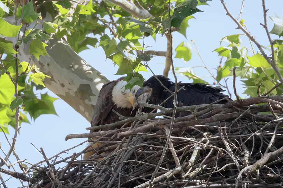 Eaglet Feeding Time 2 Photograph by Susan Rissi Tregoning