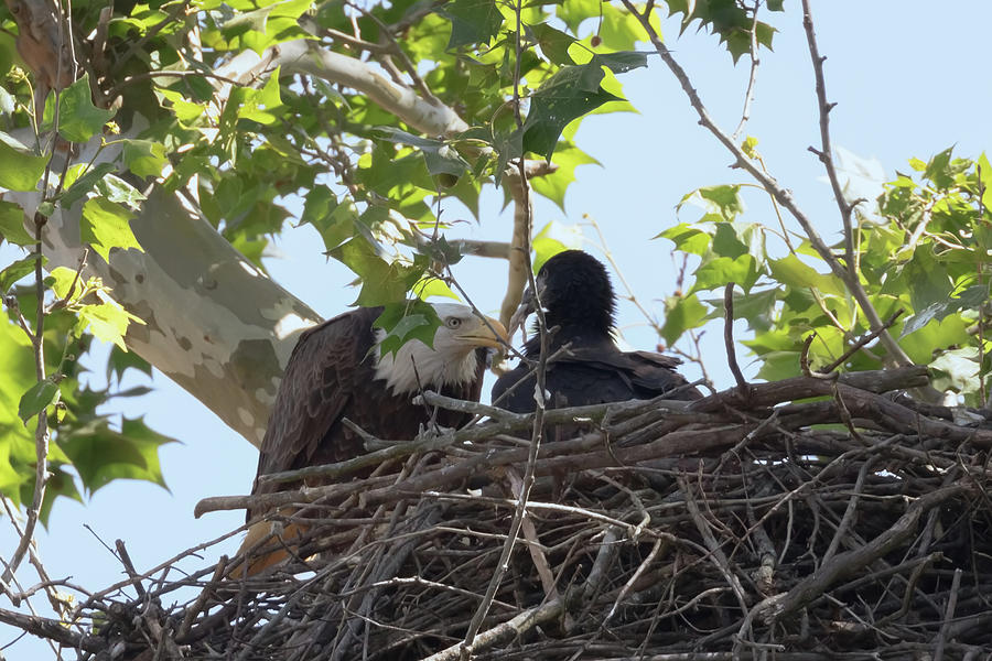 Eaglet Feeding Time 3 Photograph by Susan Rissi Tregoning