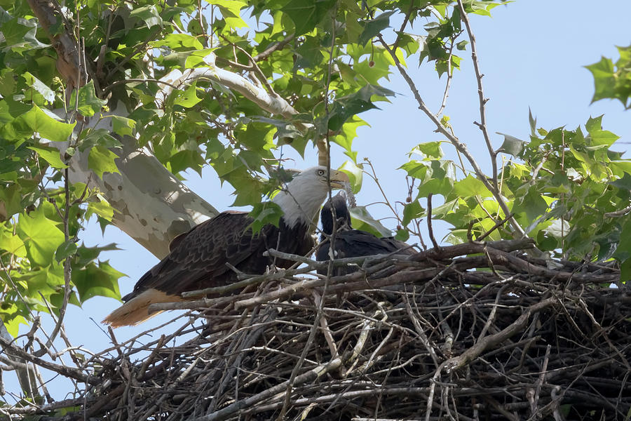 Eaglet Feeding Time 4 Photograph by Susan Rissi Tregoning