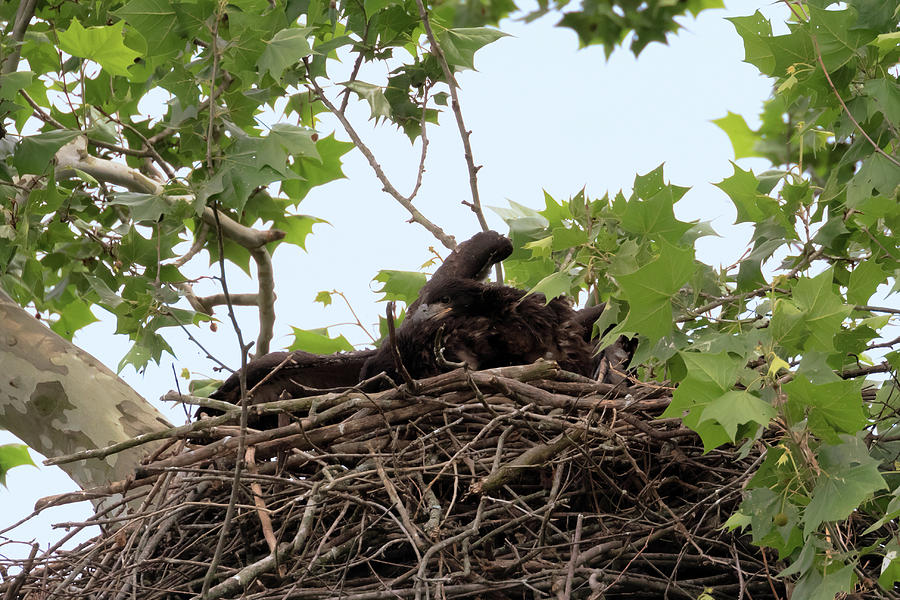 Eaglet Fighting 1 Photograph by Susan Rissi Tregoning