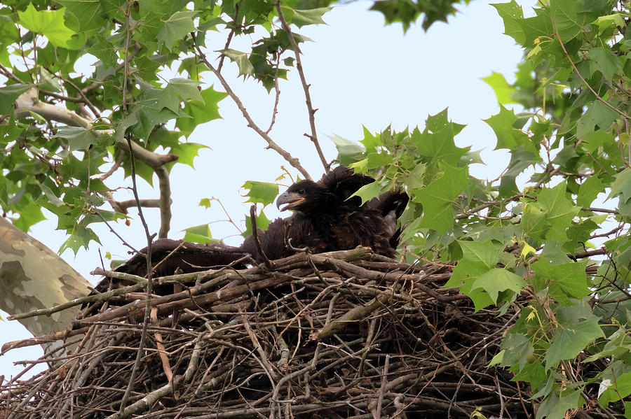 Eaglet Fighting 2 Photograph by Susan Rissi Tregoning