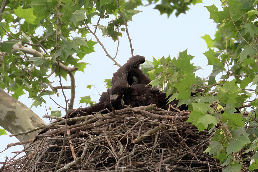 Eaglet Fighting 3 Photograph by Susan Rissi Tregoning