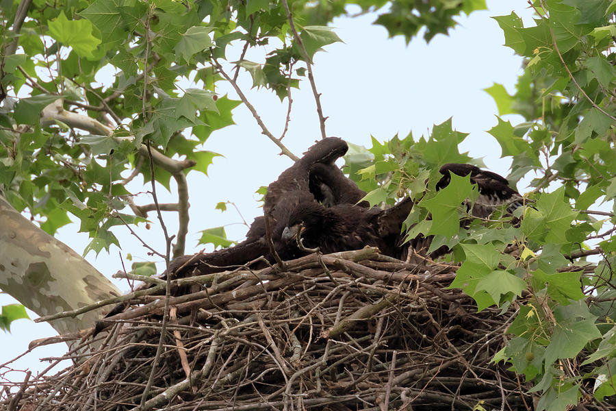 Eaglet Fighting 4 Photograph by Susan Rissi Tregoning