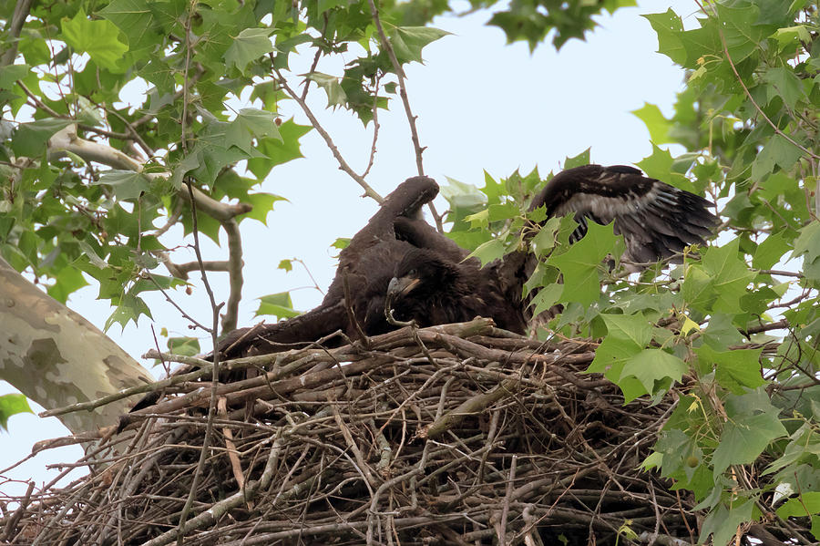 Eaglet Fighting 5 Photograph by Susan Rissi Tregoning