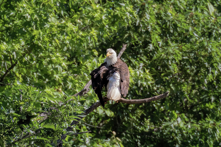 Eaglet Grooming 101 - 3 Photograph by Susan Rissi Tregoning