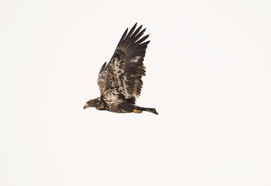 Eaglet on the Fox Photograph by David Bearden