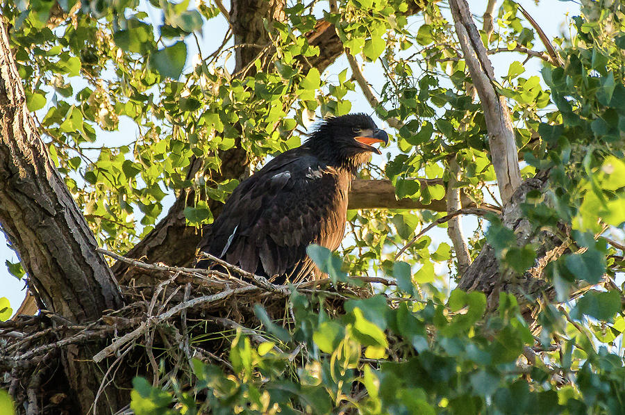 Eaglet Waiting For Dinner Photograph by Yeates Photography