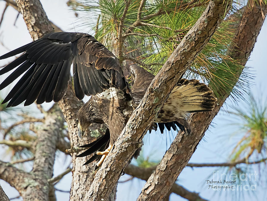 Eaglet Wing Flexing Photograph by Deborah Benoit