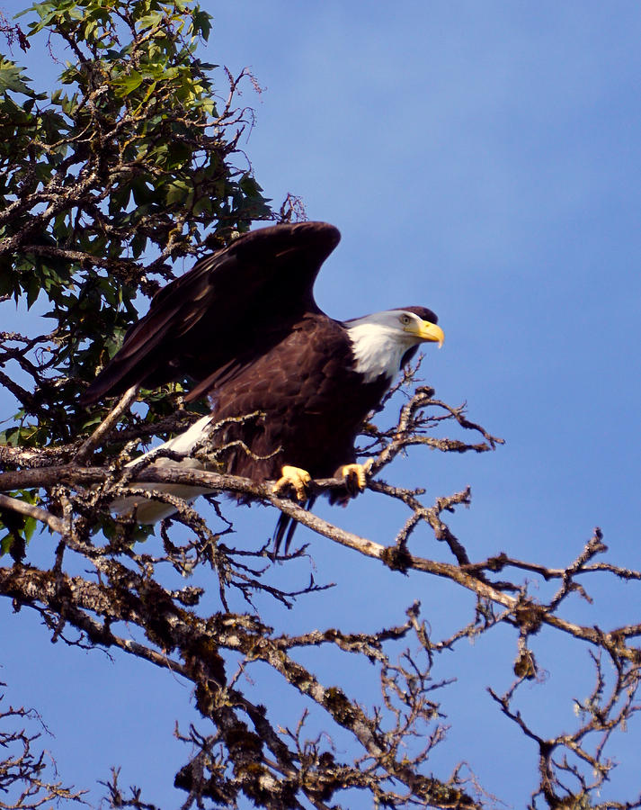 North American Bald Eagle  Photograph by Wayne Enslow
