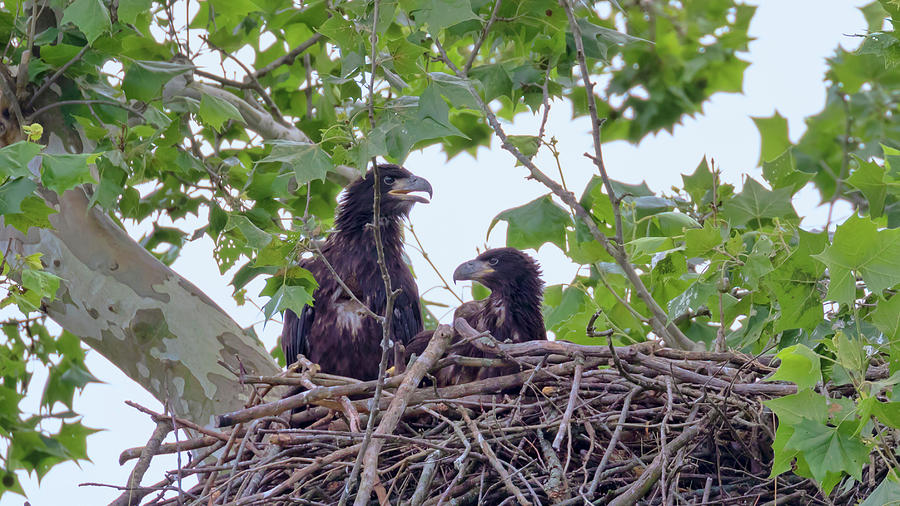 Eaglets Day Off 2 Photograph by Susan Rissi Tregoning