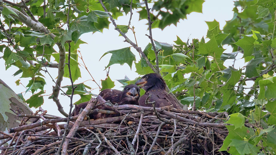 Eaglets Day Off Photograph by Susan Rissi Tregoning